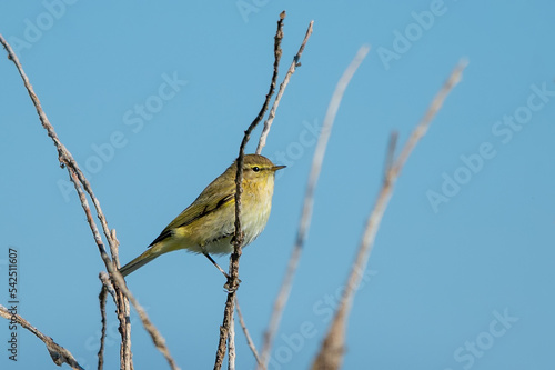 Çıvgın » Common Chiffchaff » Phylloscopus collybita photo