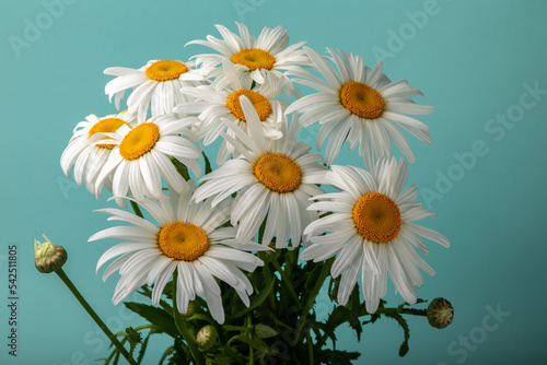 beautiful white chamomiles (leucanthemum) on a turquoise background