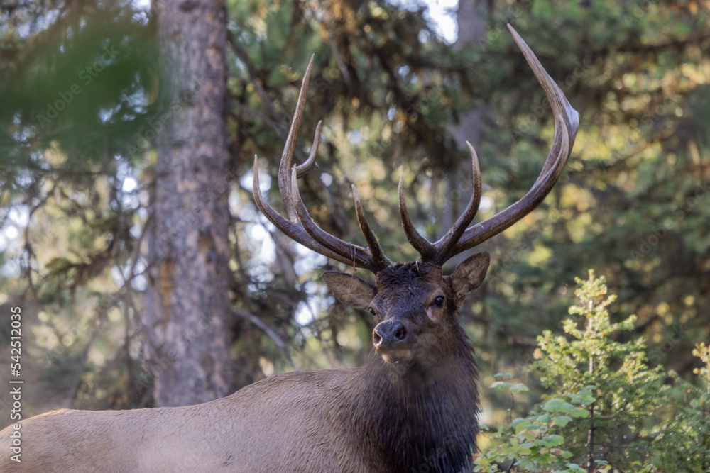 Bull Elk During the Fall Rut in Wyoming Bull Elk During the Fall Rut in Wyoming