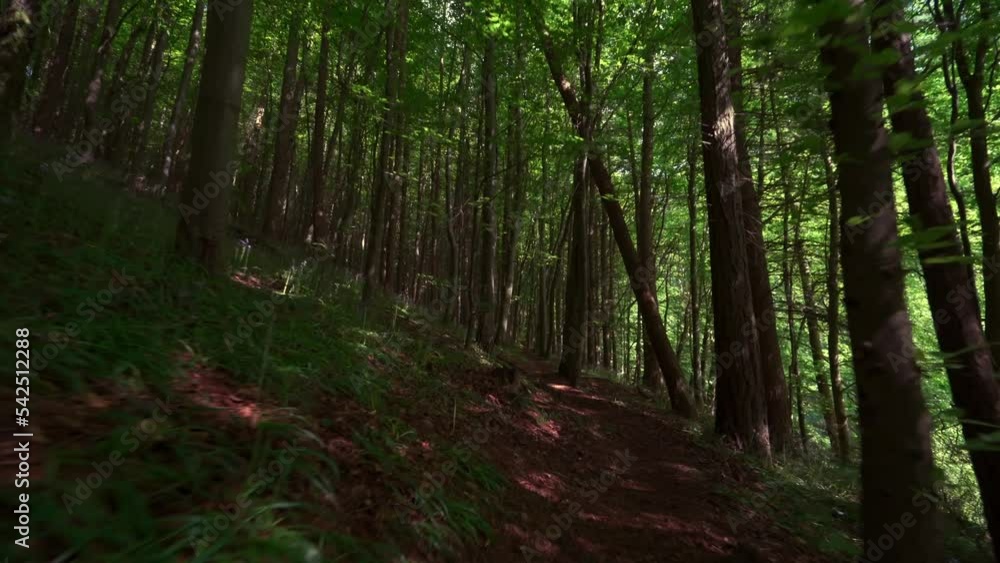 Fast moving shot through a dark woodland with tall trees Fast moving shot through a dark woodland with tall trees