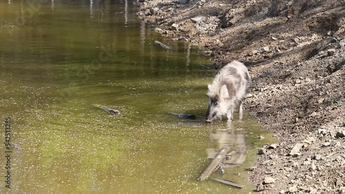The wild boar - Sus scrofa - bathes in the forest and by the water in its natural habitat.