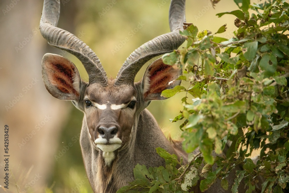 Closeup of a spiral-horned kudu, Tragelaphus strepsiceros in the Kruger national park, South Africa - obrazy, fototapety, plakaty 