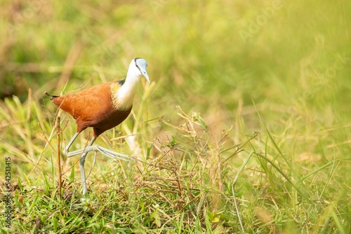 Long-legged African jacana bird, Actophilornis Africanus walking in the Kruger national park photo