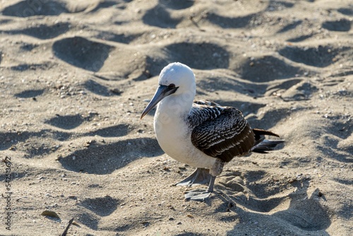 Slika na platnu Peruvian booby (Sula variegata) on a sandy beach