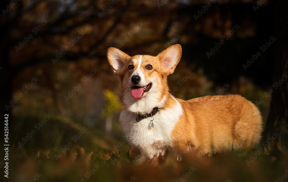 Corgi dog on an autumn walk Corgi dog on an autumn walk