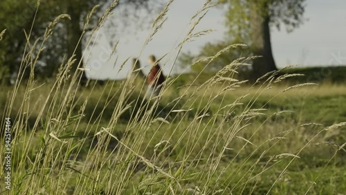 a woman is walking her dog in a meadow with trees in the background. Focus on grasses in the foreground.