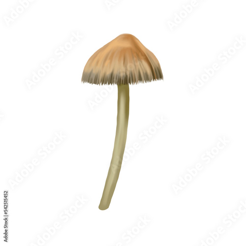 Watercolor small mushrooms. Realistic poisonous mushrooms. botanical illustration PNG