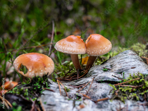 A group of false poisonous mushrooms. Soft focus. The concept of collecting mushrooms. Background picture. color nature