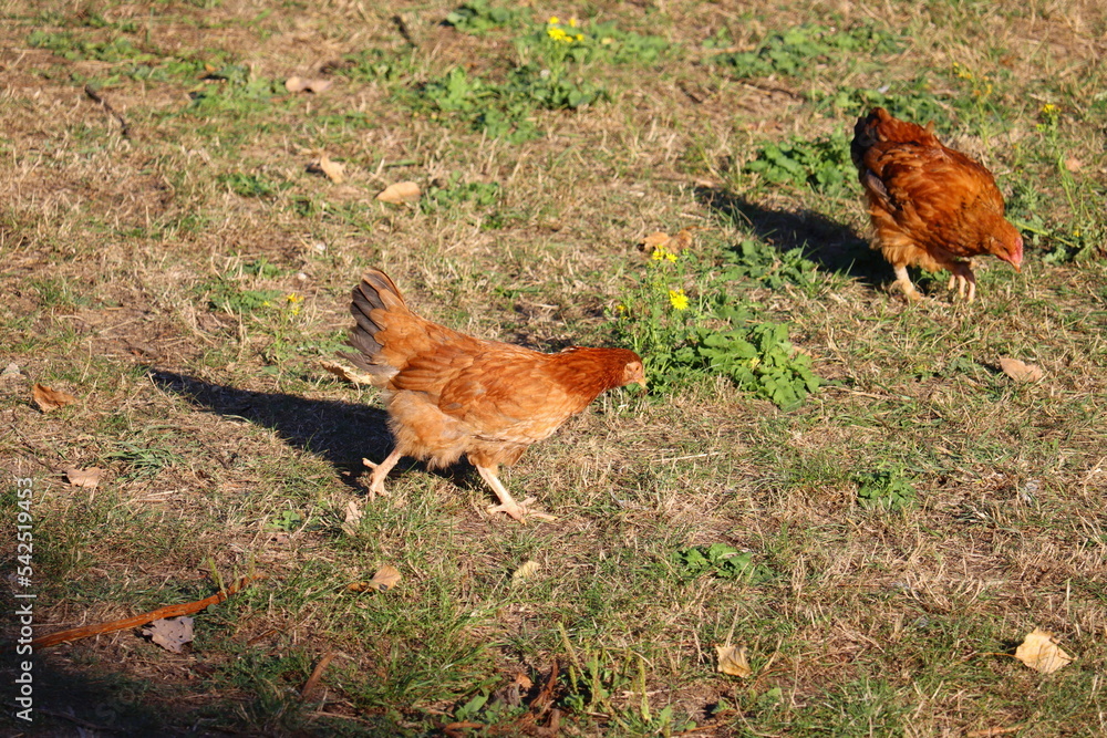 Fototapeta premium chicken running free in field