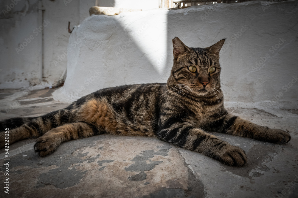 Die Katzen von Lefkes