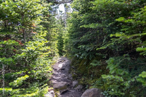 Trail surrounded by dense vegetation and woods in a forest photo