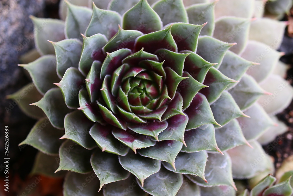 Rojnik Sempervivum Donnerlutchen Rojnik Sempervivum Donnerlutchen