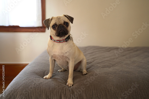 Female pug wearing a multi-colored collar on top of a bed