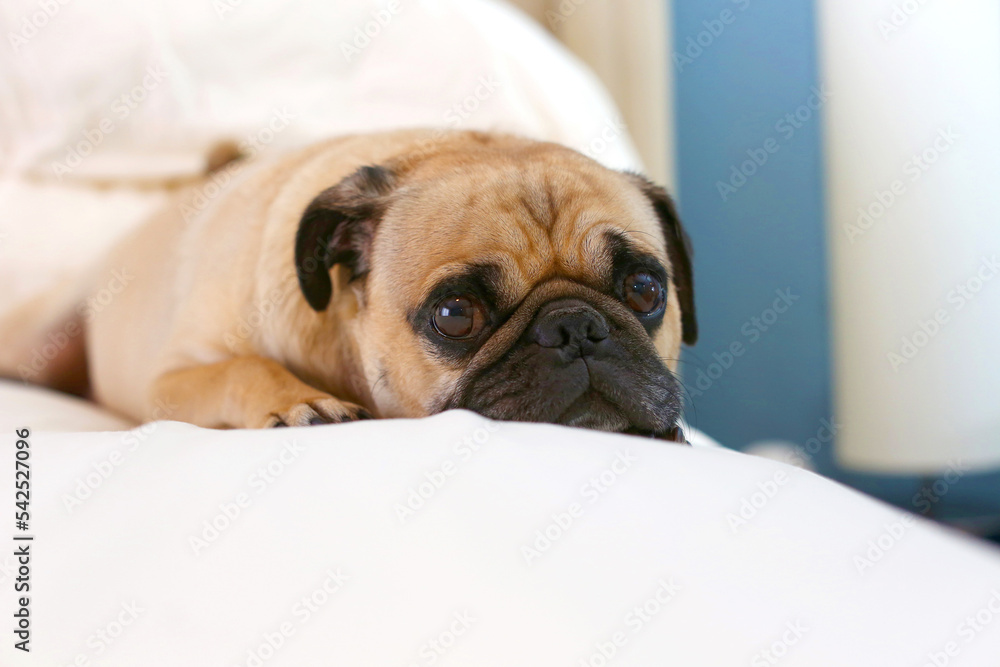 Male Pug dog laying on a white bed