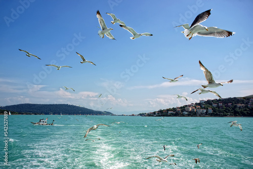 seagulls flying on the shores of the island in the sea of ​​marmara in istanbul photo