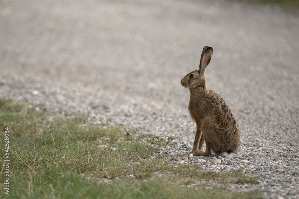 Obraz premium hase, feldhase, wild, säugetier, ohr, fell, natur, ostern