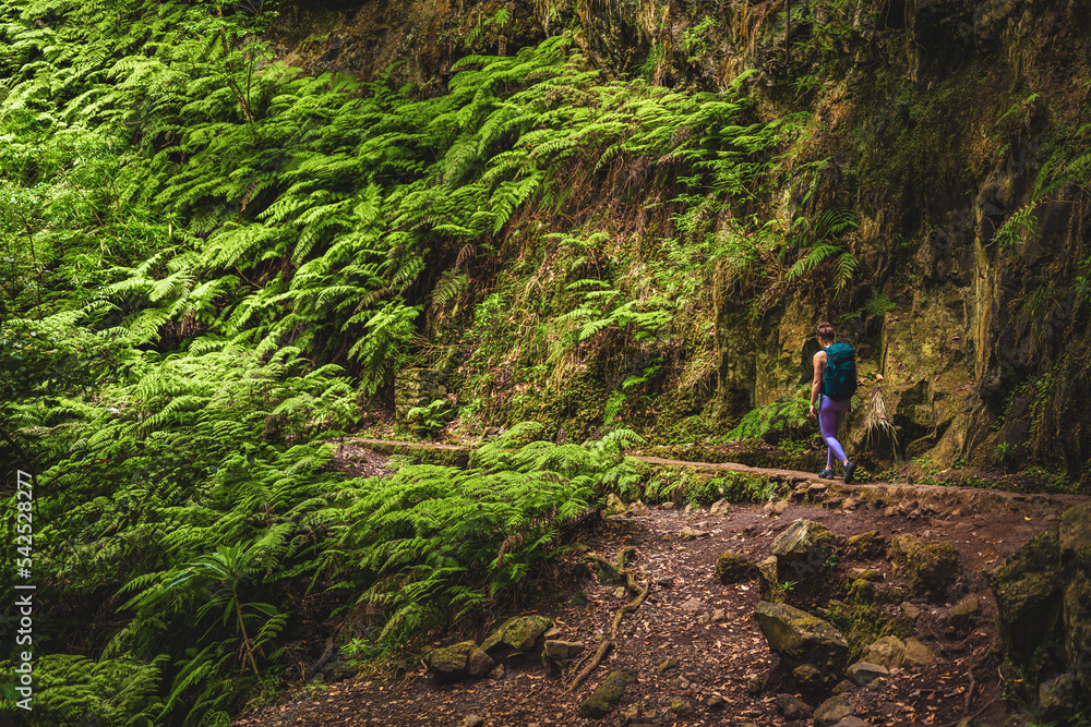 Athletic woman walks through adventurous jungle path along water canal. Levada of Caldeirão Verde, Madeira Island, Portugal, Europe.