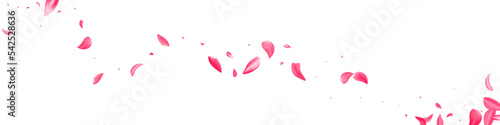 Pink Blossom Japanese Vector White Panoramic