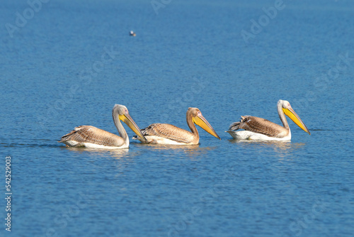Three white pelicans at Islahiye Tahktaköprü Dam,pelicans on the water © yakupyener