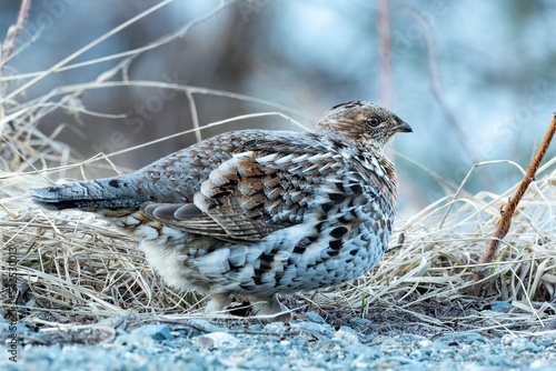 Canvas-taulu Female ruffed grouse (Bonasa umbellus) moving on gravel, in front of dry grass b