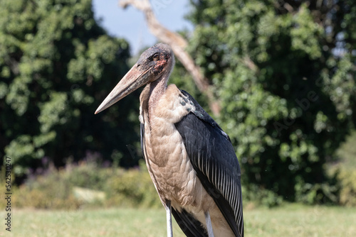 Konstfotografi Portrait images of an old Marabou stalk photographed at a camp site in Tanzania