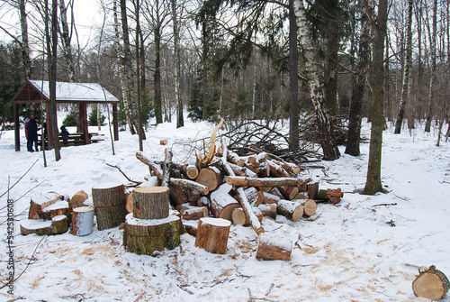 The firewood is lying on the snow. A sawn tree. The stumps are lying on the ground. Harvesting firewood in the forest. Preparation for winter. Heating season.