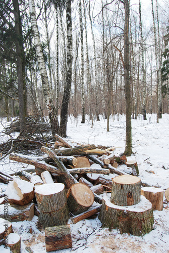 The firewood is lying on the snow. A sawn tree. The stumps are lying on the ground. Harvesting firewood in the forest. Preparation for winter. Heating season.