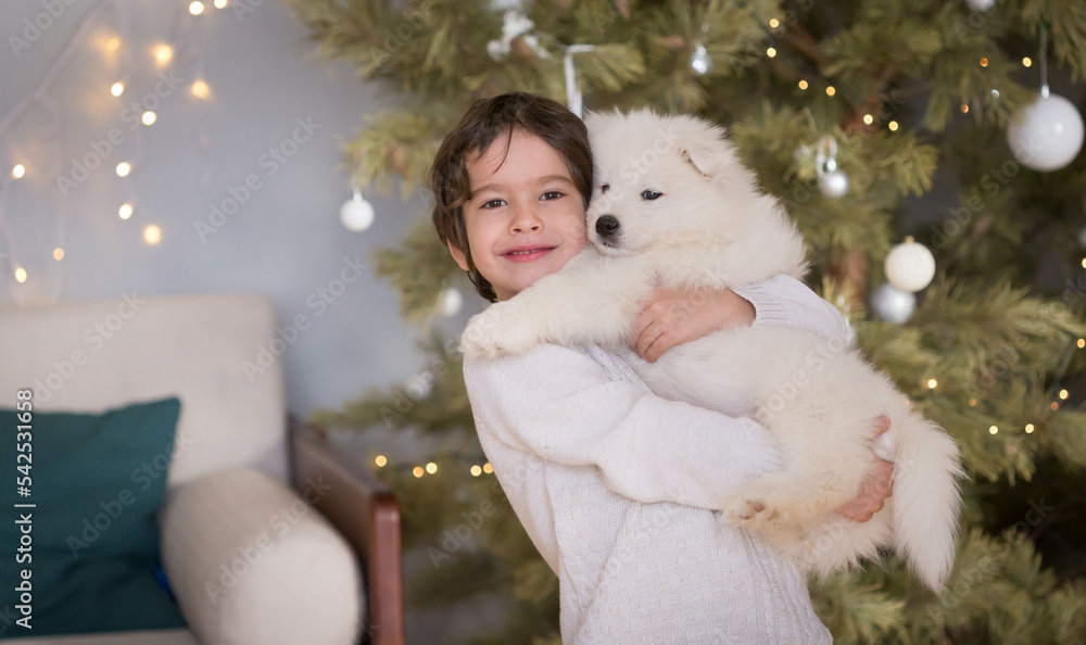 Boy, home, samoyed puppy, fun, Christmas tree Boy, home, samoyed puppy, fun, Christmas tree