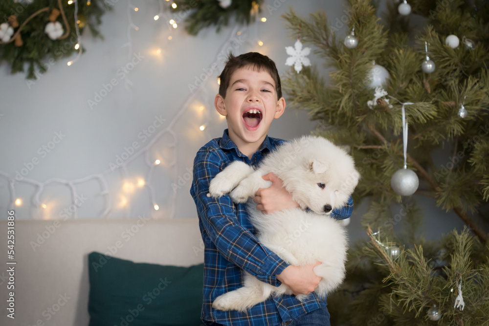 Boy, home, samoyed puppy, fun, Christmas tree Boy, home, samoyed puppy, fun, Christmas tree