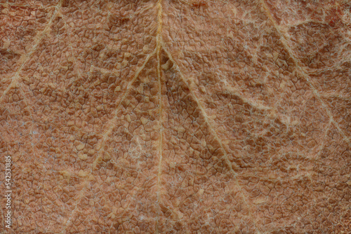 Close up of the structure of a dried copper beech leaf showing the patterns and veins