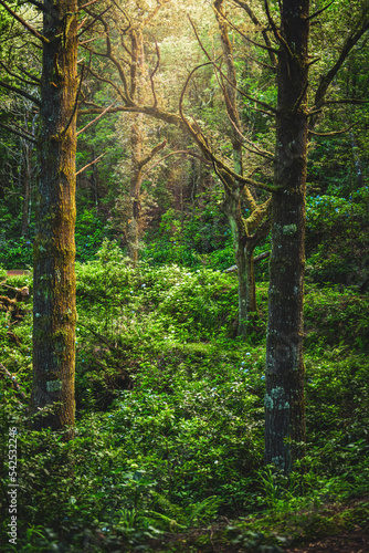 Calm forest athmosphere of the jungle in the afternoon. Levada of Caldeir  o Verde  Madeira Island  Portugal  Europe.