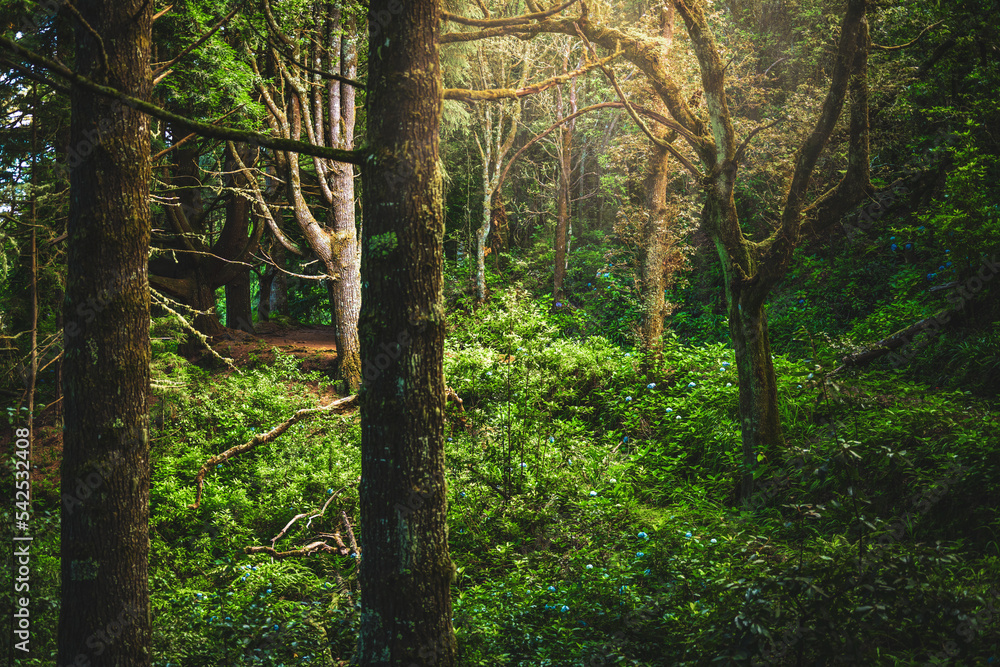 Calm forest athmosphere of the jungle in the afternoon. Levada of Caldeirão Verde, Madeira Island, Portugal, Europe. Calm forest athmosphere of the jungle in the afternoon. Levada of Caldeirão Verde, Madeira Island, Portugal, Europe.