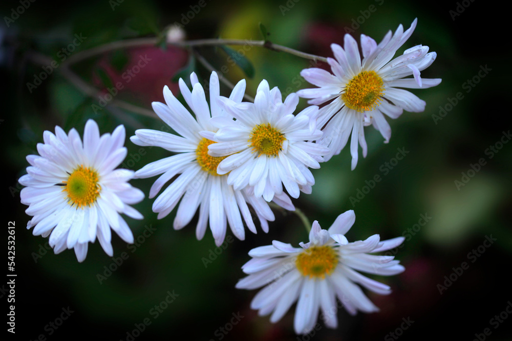 Obraz premium Colorful autumn flowers in the garden