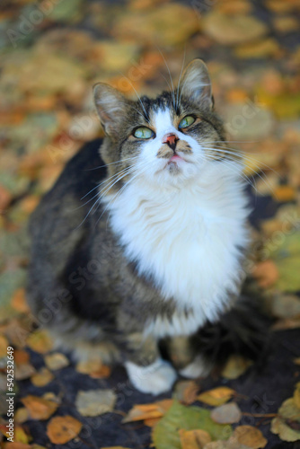 Portrait of cute wild street cat © olena