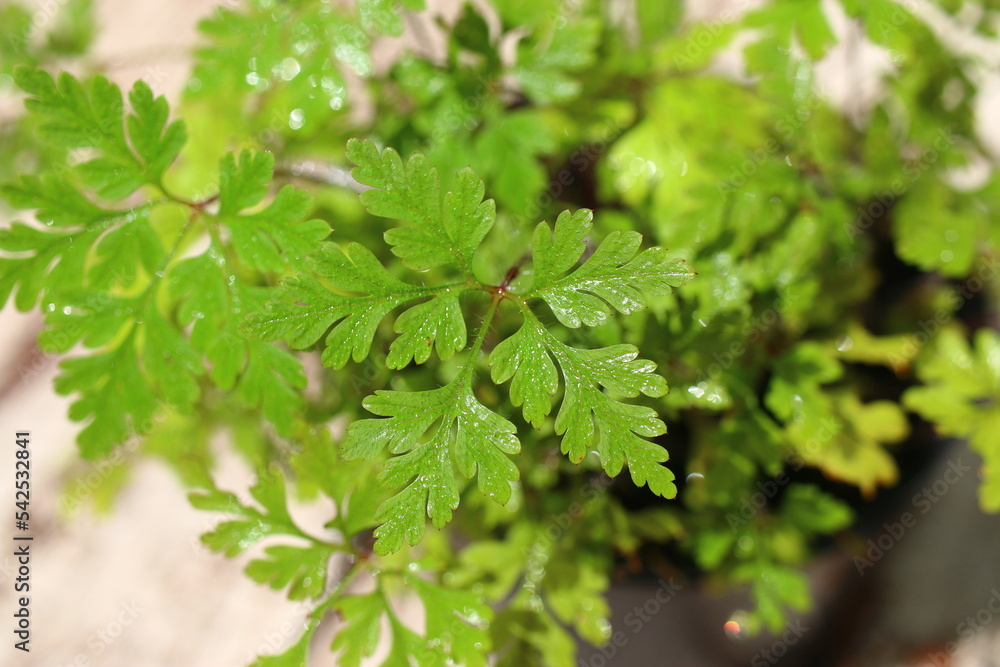 Bodziszek cuchnący Geranium robertianum fetid geranium herbs Bodziszek cuchnący Geranium robertianum fetid geranium herbs