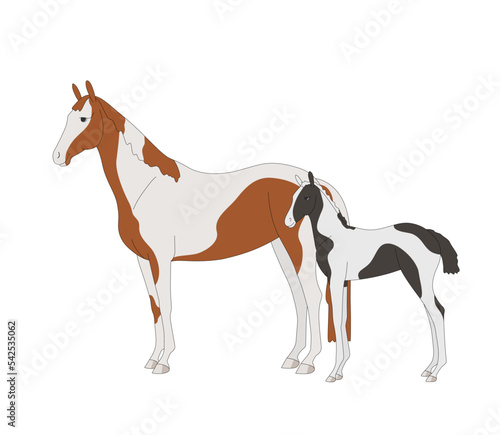 Warm-blooded mare with foal, piebald color
