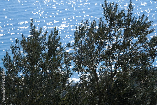 olive tree, olive edemit körfezi  photo