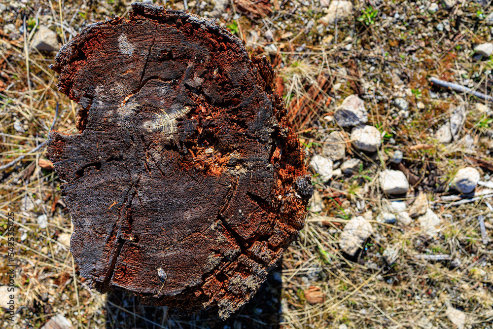 Top down view of log stump