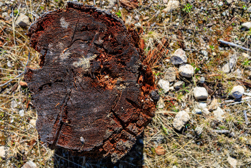 Obraz na płótnie Top down view of log stump w salonie