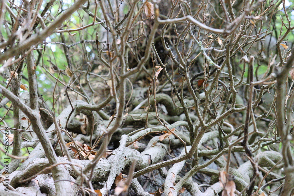 roots from a tangled tree in autumn
