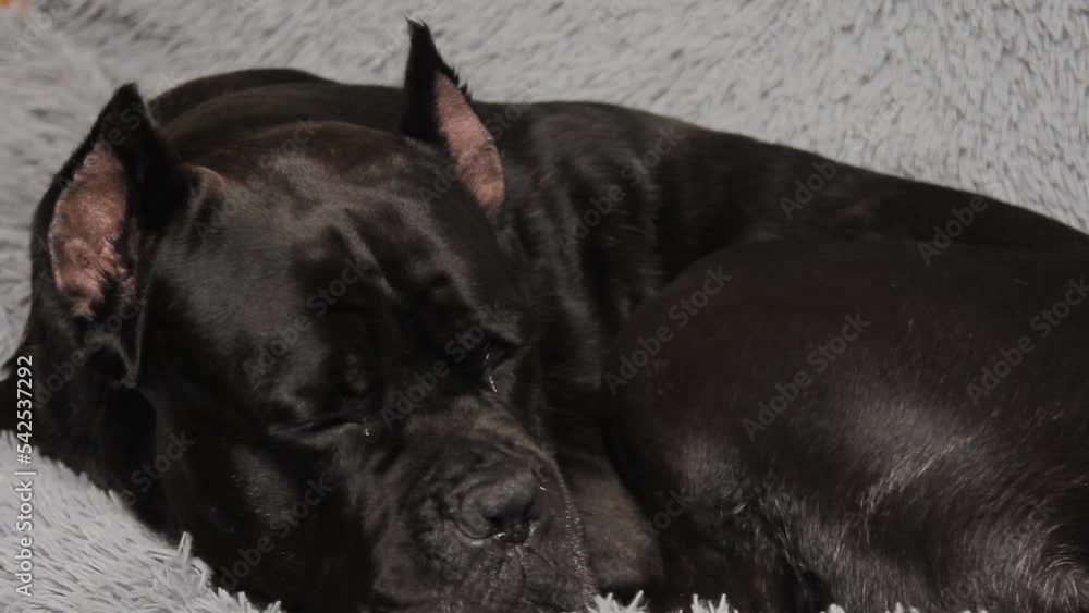 Black big dog Cane Corso lies on the bed. Black dog on a gray background Black big dog Cane Corso lies on the bed. Black dog on a gray background