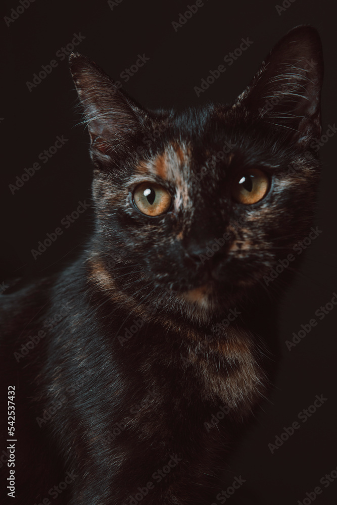 Black Cat in Dark Black Background