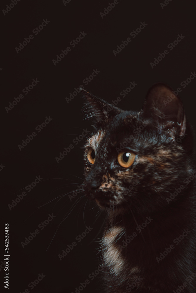 Black Cat in Dark black Background