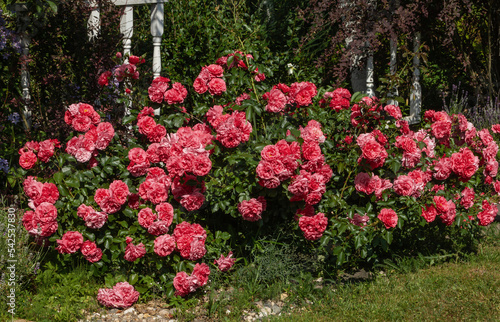 Fototapeta Naklejka Na Ścianę i Meble -  the climbing rose shrub Rosarium Uetersen blooms of a single plant.