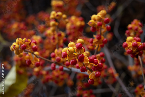  Oriental bittersweet nice branch of tree with autumn leaves and berries, close up macro and nature