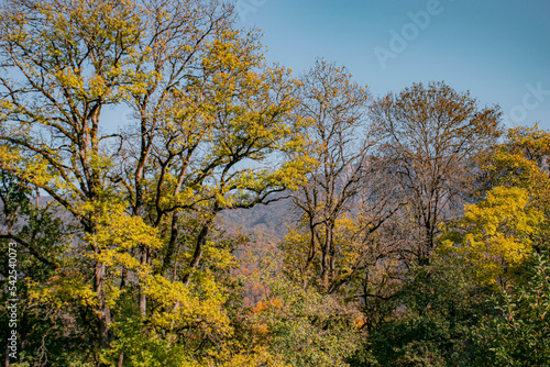 trees in the autumn forest © vardan