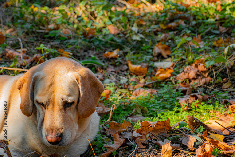 dog in the autumn park