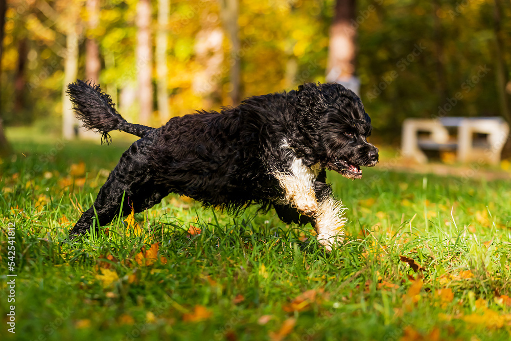 Fototapeta premium male Portuguese Water Dog bounces happily