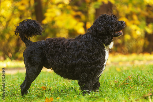 male Portuguese Water Dog in a show stance photo