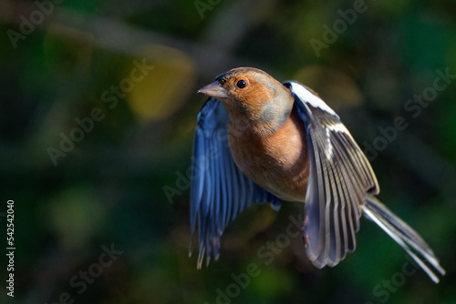 Male chaffinch in flight